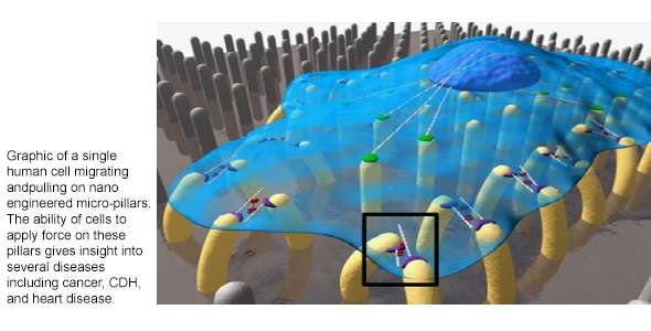 Testing a New Protein Involved in CDH