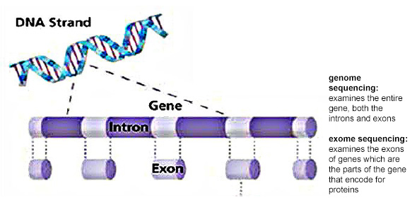 Grant for Genome Sequencing